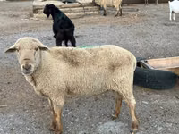 Carnero, Hampshire sheep — foto 7