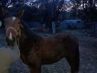 Horse (M), Tiger horse — photo 3