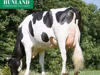 गाय, Swiss cattle — फ़ोटो 7