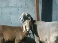 نعجة, Rhon sheep — الصورة 6