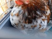Pekin Bantam — photo 3