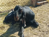बकरा, Kamori goats — फ़ोटो 1