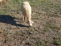 Schaf, Karabakh sheep — Foto 7