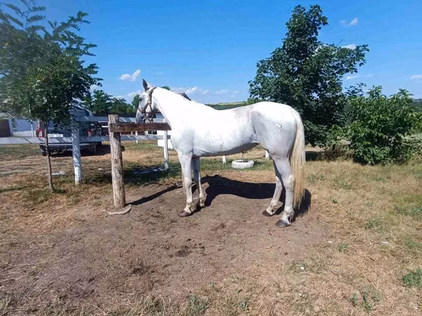 Mare, Orlov Trotter