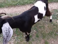 Goat, Goats — photo 4