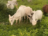 Vaca, Ganado vacuno — foto 2