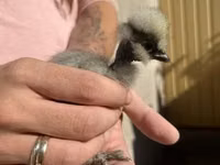 Ayam Cemani — Foto 3