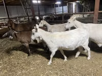 Goat, Kamori goats — photo 1
