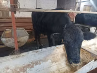 Bovinos (lote, sexo no especificado), Aberdeen-Angus — foto 2