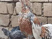 بليموث روك — الصورة 3