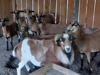 Cabro, Cabras — foto 5