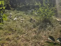 Geese — 照片 1