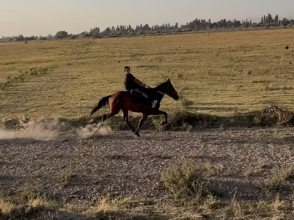 Yegua, French Trotter