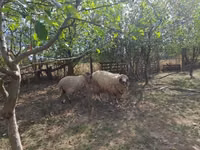 मेढ़ा, Tsigai sheep — फ़ोटो 2