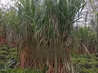 Juncao Chinese Magic Grass — Foto 1