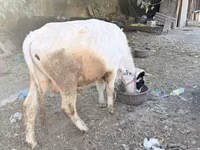 सांड, मवेशी — फ़ोटो 2