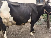 Cow, Russian Black pied cattle — photo 6