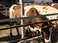 Kuh, Holstein-Rasse — Foto 3