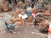 Shamo chickens — photo 1