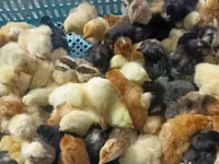 Chickens — Foto 2