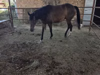 Mare, Thoroughbred horse — photo 1