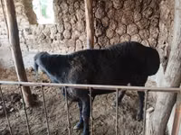 Ram, Red Karaman sheep — photo 4