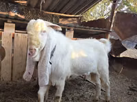 Billy Goat, Gulabi goats — photo 5