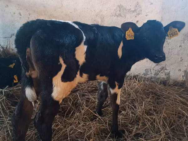 Vaca, Russian Black pied cattle