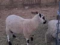मेढ़ा, Cerry Hill sheep — फ़ोटो 4
