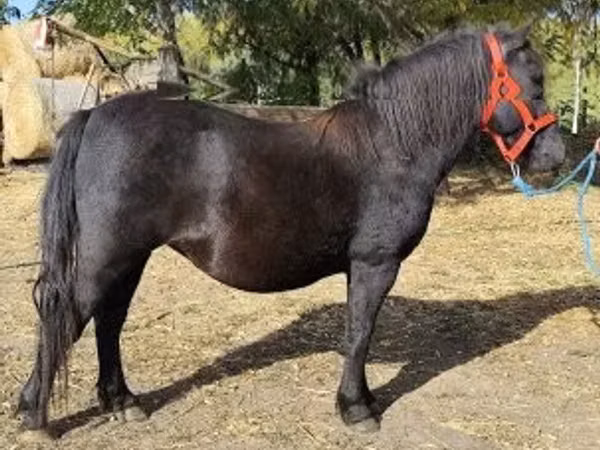 Mare, Horses