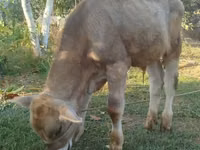 ثور, Swiss cattle — الصورة 4