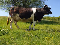Bull, Holstein breed — photo 1