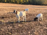 Cabro, Boer goat — foto 3