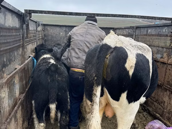 Cow, Russian Black pied cattle