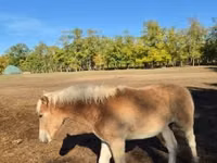 Stute, Haflinger — Foto 7