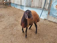 كبش, Suffolk sheep — الصورة 3