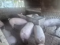 Sow, Pigs — photo 1
