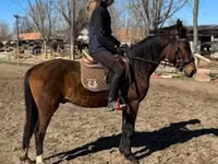 Horse (M), Hungarian horse breed — photo 2
