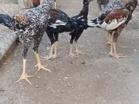 Chickens — الصورة 5