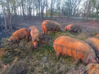 Boar — photo 7