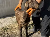 बकरी, Kamori goats — फ़ोटो 3