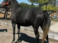 Mare, Horses — photo 1