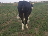 Cow, Brown Mountain — photo 6