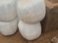 Premium Full-Corn Silage Ready for Collection / Delivery — الصورة 3
