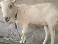 Billy Goat, Barbari goats — photo 3