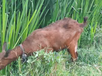 Cabras (lote, sexo no especificado), Murcia-Granada goats — foto 2