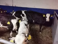 Bulle, Russian Black pied cattle — Foto 6