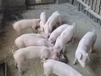 Pigs (batch, sex not specified) — photo 1