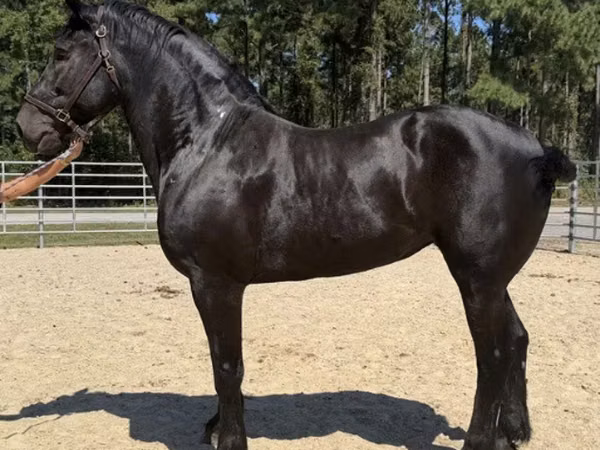 Stute, Percheron