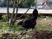 Chickens — Foto 3